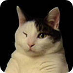Image: Kitty Cat Dance