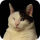 Image: Kitty Cat Dance
