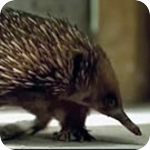 Image: Call of The Anteater