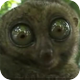 Image: Dramatic Tarsier