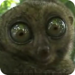 Image: Dramatic Tarsier