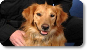 Missing police dog found safe PHOTO