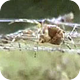 Image: The Effects of Drugs on Spiders