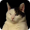 Image: Kitty Cat Dance