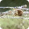 Image: The Effects of Drugs on Spiders