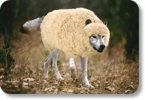 Sheep, Wolves & Sheepdogs PHOTO
