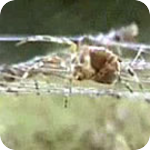 Image: The Effects of Drugs on Spiders