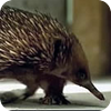 Image: Call of The Anteater